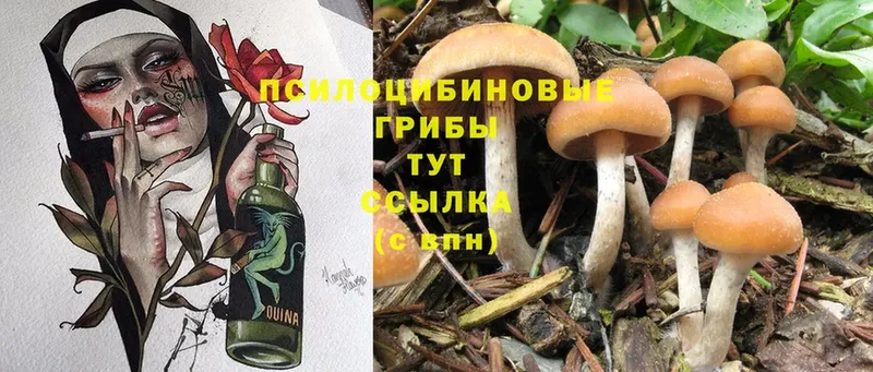 Галлюциногенные грибы Magic Shrooms  даркнет какой сайт  Владимир 